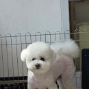그린애견샵 이미지