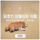 견*수 | 유후인 마메시바 카페 시바견 카페 후기 영업 정보