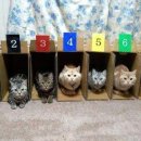 아이러브 캣 이미지