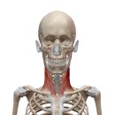 존피트니스 이미지