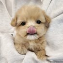 퍼피라이프 이미지