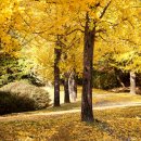 은행목장 이미지