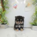 강아지분양 꽃강아지 중랑점 | 가평강아지분양 포메라니안분양 꽃강아지중랑점