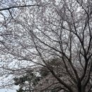 소노캄거제 | 거제도 벚꽃 명소 개화시기 // 거제 소노캄 리조트 후기