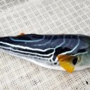 삼호복집 이미지