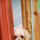 애견미용실 바비펫 이미지