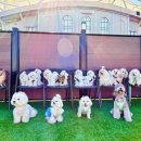 도그와트 이미지