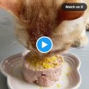 순한고양이 이미지
