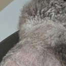 Grooming574 이미지