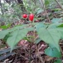 장금이식당 이미지