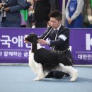 네발로 코리아 이미지