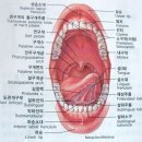 인체장기위치그림과 장기들의 역할 이미지