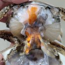 30일-특대먹갈치, 민어회, 눈뽈대, 갑오징어, 활꽃게, 선어참돔, 구이용삼치, 구이용참돔, 30미,40미 병어, 자랭이병어 이미지