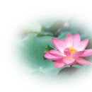 니르바나 이미지