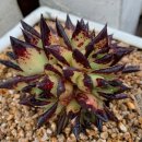 부용슈퍼 이미지