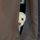 송현동 강아지 이미지