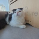 더펫센터 이미지