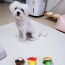 해뜨는창문 애견동반 오션뷰펜션 이미지