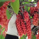 장수농원 이미지