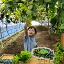 9/11 새싹🌱포도농장체험🍇🍇 이미지