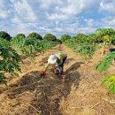 김영순농장 이미지