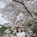 경상북도 안동시 하회마을관리사무소 | 안동 하회마을 경북 벚꽃 명소 실시간 만개