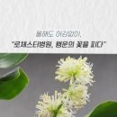 로체스터병원 이미지