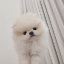 나눔펫 책임분양소 강아지분양 김포점 이미지