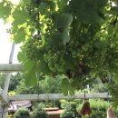 가평 숲속의 계곡 펜션 이미지