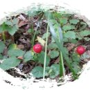 빛고을PC 이미지