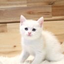 베베캣 이미지
