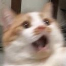 꽁술