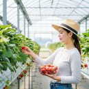 착한농장 | 요즘 하기 좋은 대구 근교 딸기 따기 체험 후기 착한딸기농