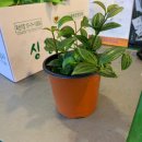 꽃집아재비 이미지