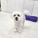 킁킁펫살롱 이미지