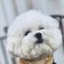 강아지 마법사 골드맘 이미지