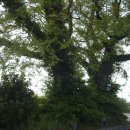 월평다라쿳당 이미지