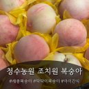 청수농장 | 세종복숭아 맛집 청수농원, 조치원복숭아 딱딱이로 여름 제대로 즐기기