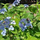 샬롬매점