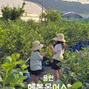 경기도 아이와가볼만한 곳 수확 체험농장 용인 [헤븐온어스]