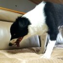 앙꼬맘마 이미지