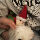 스위트 피피 이미지