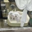 도그블랑 | 부천 중동 애견미용 추천 도그블랑 강아지미용 강추