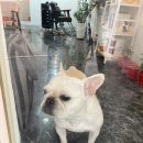 수비살롱