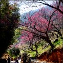 매화 2 이미지