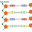 DNA