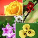 촬영 목적에 따른 꽃 사진의 종류 이미지