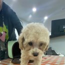 도도한 펫츠 이미지