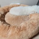 순돌이 펫 미장원 이미지