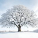 겨울 나무 / 이원수 이미지